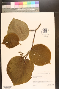 Viburnum lantanoides image